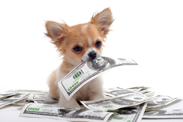 How Much Are Pet Owners Spending?